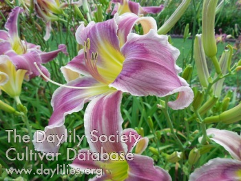 Daylily Etched in Time